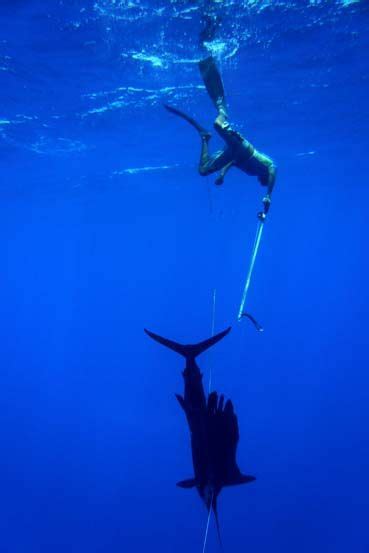 Spearfishing Sport Fishing, Kayak Fishing, Snorkeling, Diver Art, Scuba Equipment, Navy Diver ...