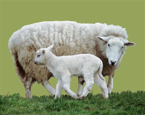 Mother sheep and lamb photo | Lamb vs sheep, Sheep and lamb, Lamb pictures