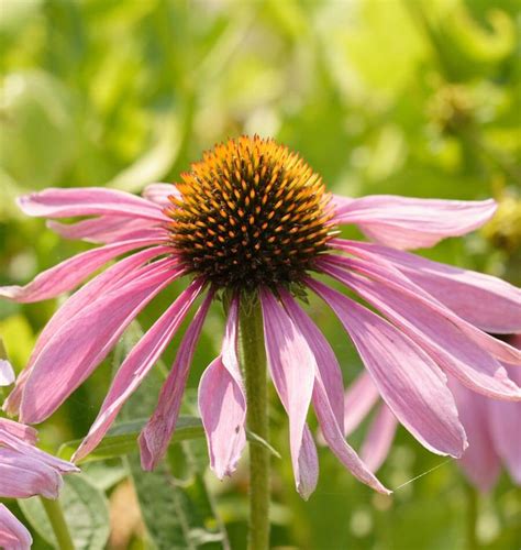 Purple Coneflowers Echinacea – West Coast Seeds