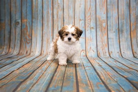 Shih Poo: Ultimate Pet Parent Care Guide and 7 Fun Facts | Perfect Dog ...