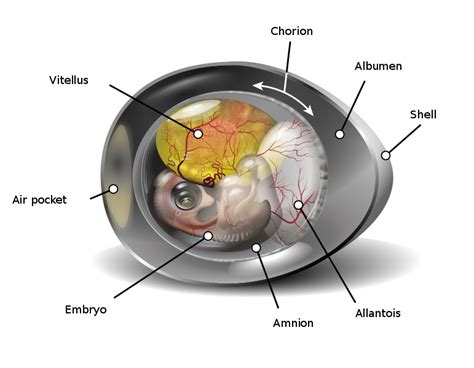 What is the Difference Between Chorion and Placenta - Pediaa.Com