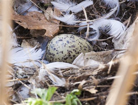 Seagull Egg stock photo. Image of hoot, nest, wild, feathers - 50961976