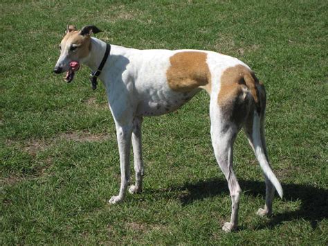 Greyhound Dog Breed » Information, Pictures, & More