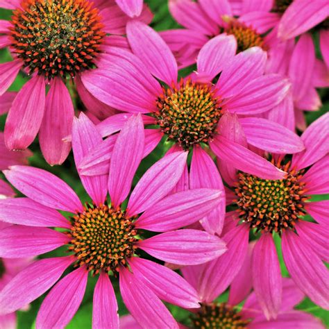 Pink Coneflowers Background Free Stock Photo - Public Domain Pictures