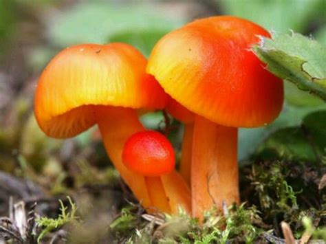 two small orange mushrooms sitting on the ground