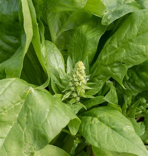 Bolting in Garden Vegetables – West Coast Seeds