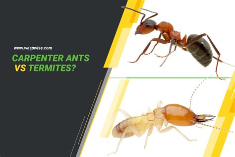 Carpenter Ants Vs Termites: Key Differences You Should Know