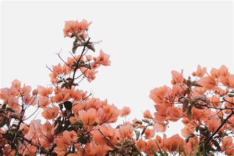 Peach Color Wallpaper Pinterest | BulletinOffer