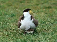 Masked Lapwing (Spur-winged Plover) - Vanellus Miles | Department of Natural Resources and ...