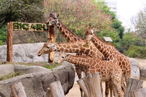 Celebra Zoológico de Chapultepec nacimiento de Sicarú