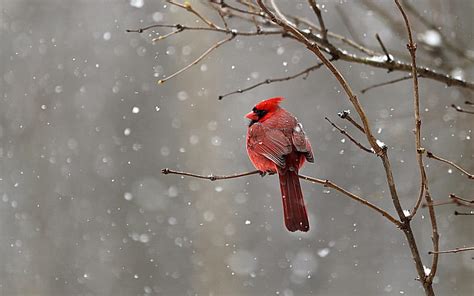 Red cardinal, Snow, Branches, Bird, Winter, HD wallpaper | Peakpx