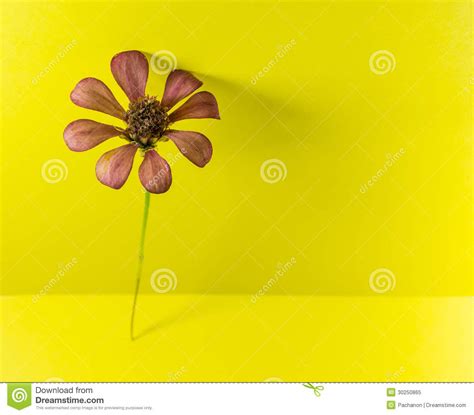 Compositae family flower stock image. Image of decoration - 30250865