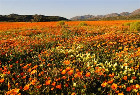 Blooming Wonderful: Where To See Spring Flowers In South Africa | AFKTravel