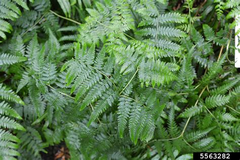 swamp water fern (Blechnum indicum)