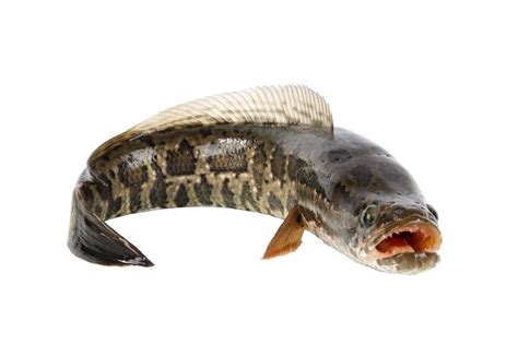 Have 'Frankenfish' Invaded New York City? | Snakehead fish, Tropical fish aquarium, Fish