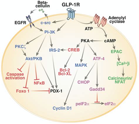 Frontiers | Acting on Hormone Receptors with Minimal Side Effect on Cell Proliferation: A Timely ...