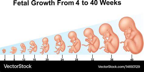 Fetal Development By Week