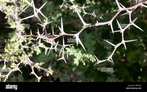 Thorny Bushes