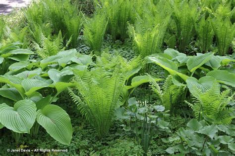 Ostrich ferns & hostas | Janet Davis Explores Colour