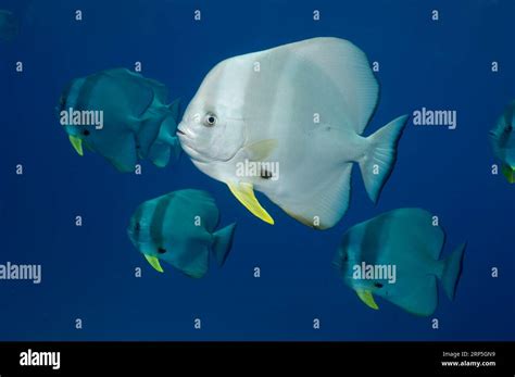 Circular spadefish or batfish (Platax orbicularis). Maldives Stock Photo - Alamy