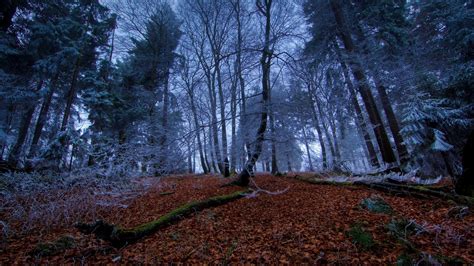 nature, Landscape, Trees, Forest, Branch, Winter, Dead trees, Moss, Frost, Leaves, Pine trees ...