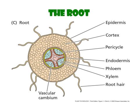 Plant Cells. Overview of Plant Structure - презентация онлайн