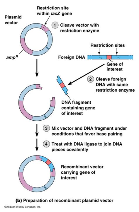 What Is Vector Dna at Vectorified.com | Collection of What Is Vector Dna free for personal use