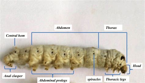 Silkworm, Bombyx mori, fifth instar larva, lateral view of the body organs | Download Scientific ...