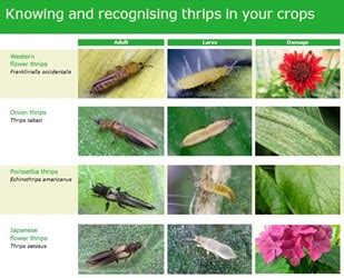 Thrips identification poster | AHDB