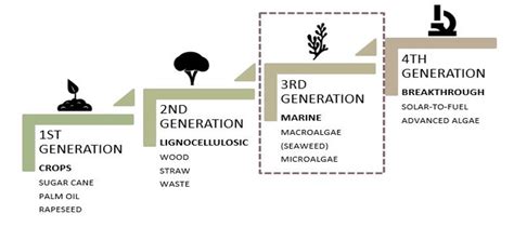 Opportunities and Risks of Seaweed Biofuels in Aviation - Bellona.org