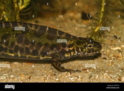 Closeup on a green aquatic male French Marbled newt, Triturus marmoratus underwater preparing ...