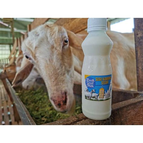 Susu Kambing Segar RasnAgro (RASNABUKHARI) | Shopee Malaysia