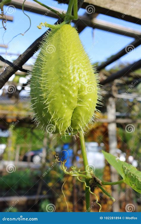 Chayote Squash Hangs on Trellis Stock Photo - Image of angle, pear: 102281894