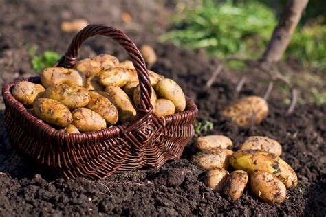 When to Plant and When to Harvest Potatoes - Arboretum: Your Home & Garden HeavenArboretum: Your ...