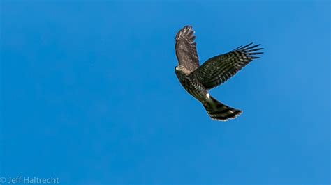 Sharp-shinned Hawk on its Migration over Hawk Cliff, Lake Erie | life ...