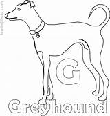 Greyhound Coloring Page At GetColoringscom  Free Printable Colorings sketch template