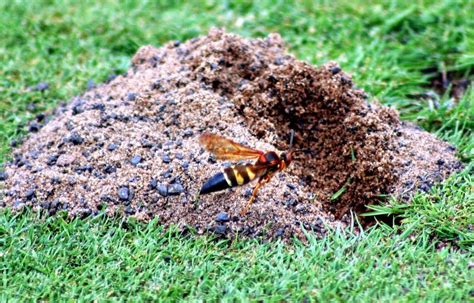 Chantilly National Golf and Grounds: CICADA KILLER WASPS