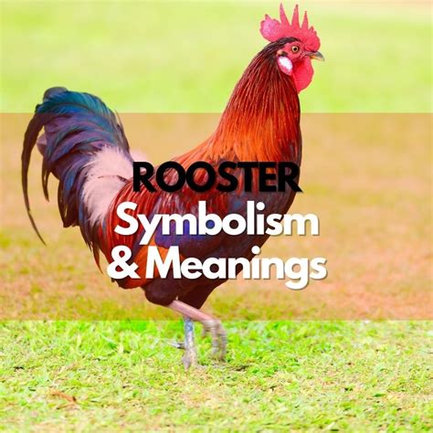 Rooster: Symbolism, Meanings, and History - Symbol Genie