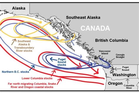 Ocean’s Influence on Salmon Plays Out in Varied Returns to Different ...