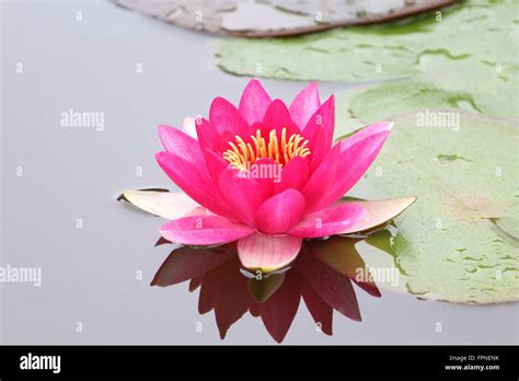 National Flower Of India High Resolution Stock Photography and Images ...