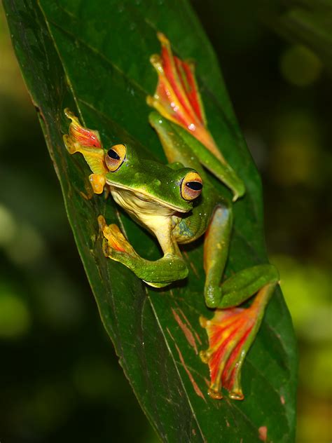 Malabar Flying Frog Facts and Pictures