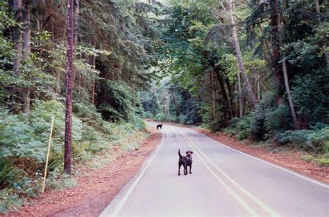 Indianola, WA : Suzy eyes the bear - S Kingston Rd photo, picture, image (Washington) at city ...