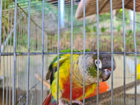 Love birds in a cage stock photo. Image of parrot, branch - 201882462