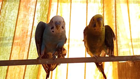 Budgie twin stretch🤣