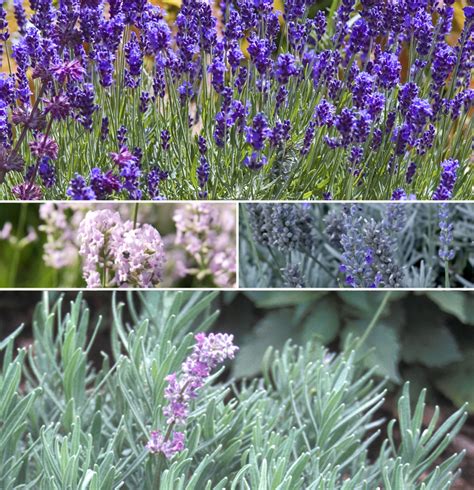 Multiple Varieties | Lavender | Kings Garden Center