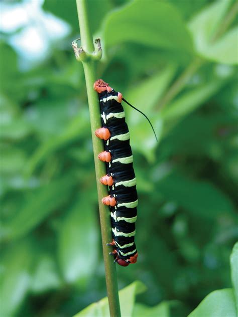 caterpillars are all around in the rainforest! Zip Line Ride, Summer Enrichment, Adventure Park ...