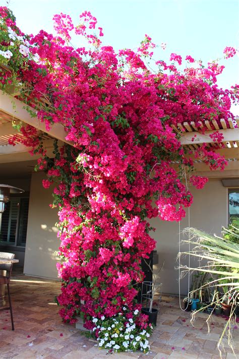 Bougainvillea - Barbara Karst — Write On Rubee