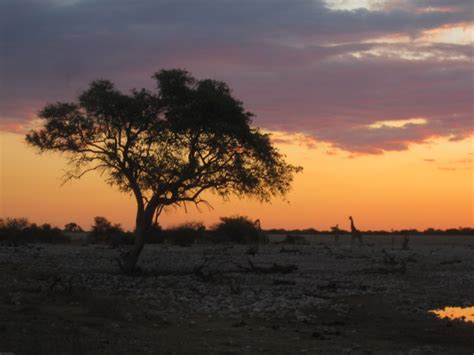 The Watering Hole in Etosha National Park, Namibia | The Gift of Travel