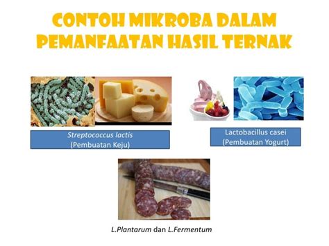 Mikrobiologi fermentasi pangan