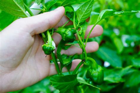 Growing Poblano Peppers - Anchos From Seed To Harvest!